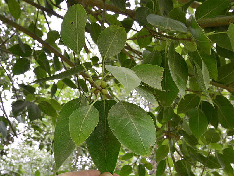 Ficus microcarpa, Leaf.